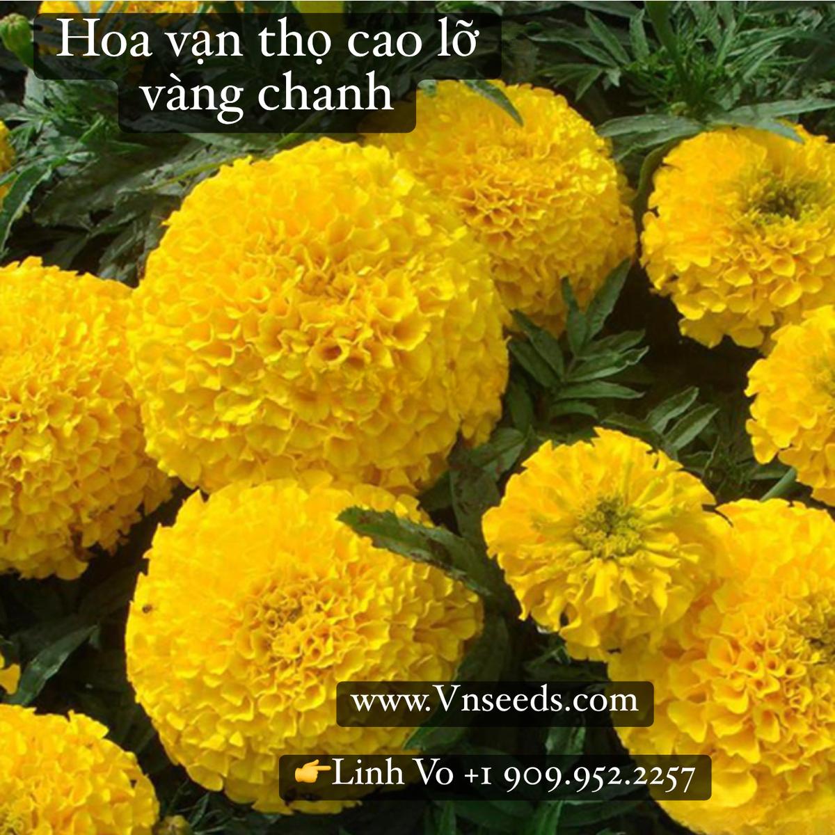 HOA VẠN THỌ CAO LỠ VÀNG CHANH