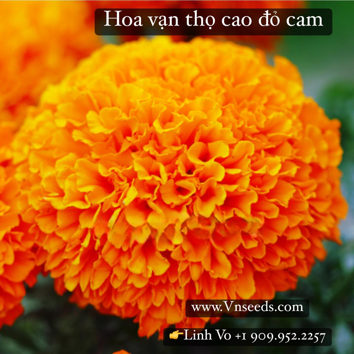 HOA VẠN THỌ CAO ĐỎ CAM