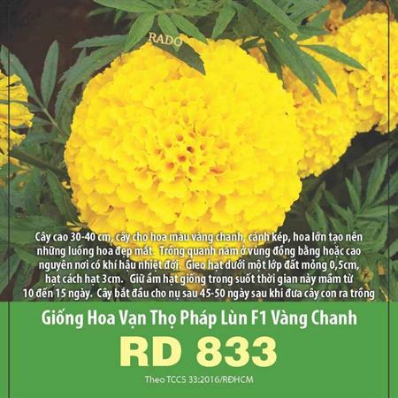 HOA VẠN THỌ PHÁP LÙN VÀNG CHANH