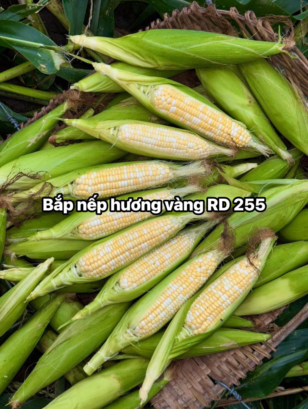 BẮP NẾP HƯƠNG VÀNG (MỚI)